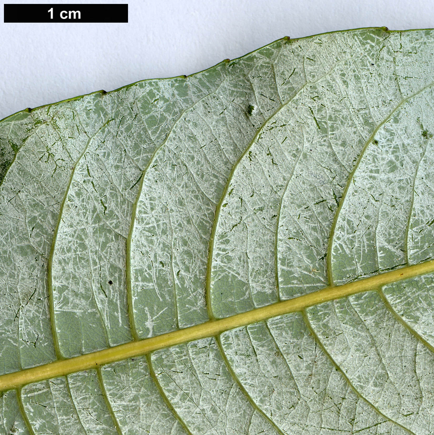 High resolution image: Family: Salicaceae - Genus: Salix - Taxon: balansae - SpeciesSub: var. balansae